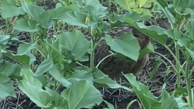 Осмотр полей Технология  выращивания подсолнечника льна пшеницы поNO-TILL.