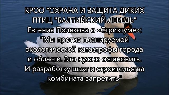 КРОО Охрана и защита диких птиц «Балтийский Лебедь» против строительства ГОКа плд Калининградом смотреть онлайн