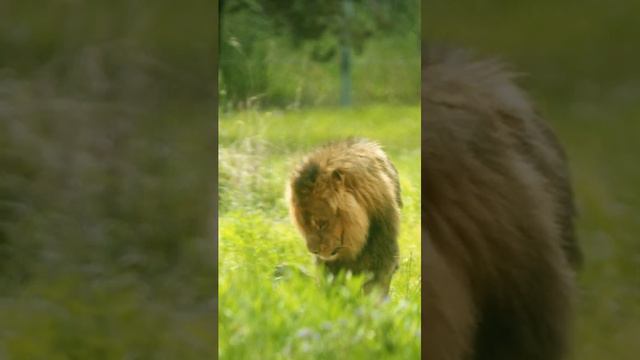 #Секреты зоопарка #Лев смотреть онлайн