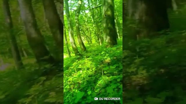 Лесные достопримечательности деревни Воронча смотреть онлайн