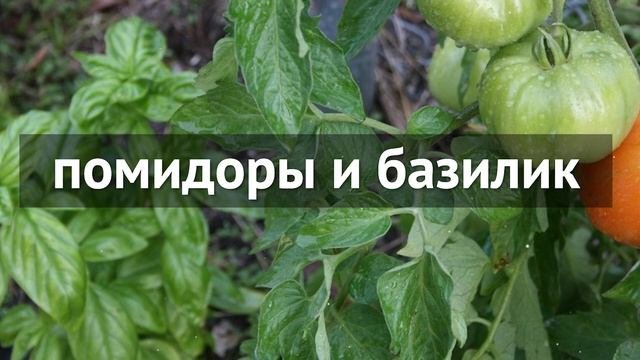 Овощи, которые нужно посадить рядом друг с другом. Полезное соседство