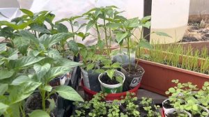 Обзор рассады 2022. Планы на апрель.