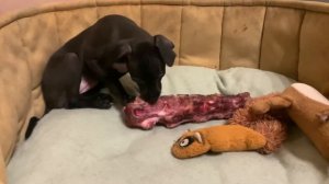 Натуральное питание собак. Щенки левретки. Настоящие охотники растут! Питомник левреткой