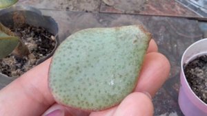 Crassula Arborescens