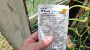 На огурцах появились увядающие листья и на некоторых различные пятна, это грибковые заболевания.