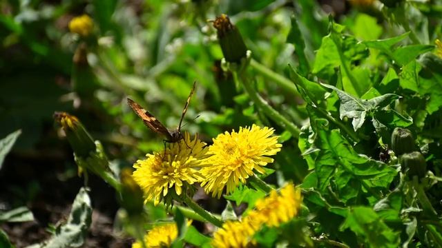 Nikon Z50 video test slow motion смотреть онлайн