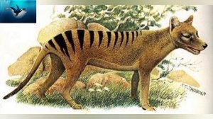 Кто такой Тасманийский (Сумчатый )Волк? Интересные и Малоизвестные факты!AnyWild!