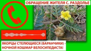 Якорцы стелющиеся баранчики    ночной кошмар велосипедиста!