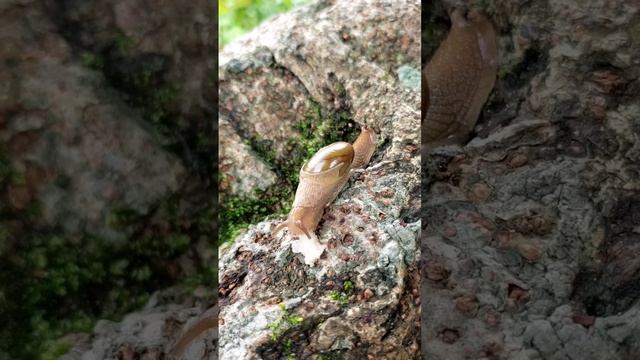 Snail snaks time #hyperlapse #dehradun