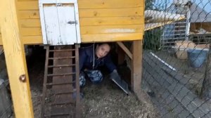 Уборка  в курятнике. Курятник на даче.