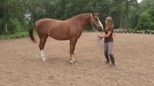 2 видео-соревнования по мягкому воспитанию лошадей