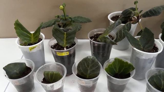 Размножение глоксиний верхушками листиков. смотреть онлайн