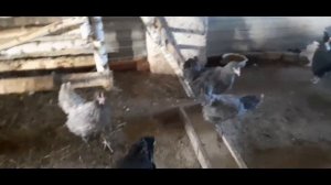 купили 4-х месячных курочек породы "Доминант"