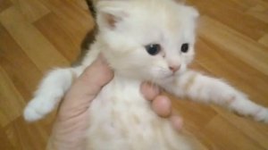 Самые редкие окрасы шотландских котят.НАШИ МИЛЫЕ КОТЯТА ПОРОДЫ .#шотландские.#котята.#вислоухие