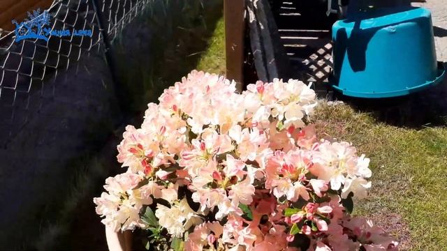 Datscha 22-2 смотреть онлайн