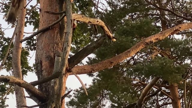 ОХОТА НА ЛОСЯ СЕЗОН 2023 Коллективная смотреть онлайн