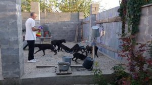 Курцхаар. Щенки - 3 месяца.