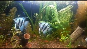 Скалярия (Голубой Ангел)