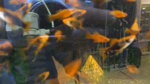 город уфа зоомагазин. редкая платиновая скалярия цихлида. гуппи живородка растения.май 2023