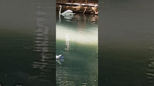 Вы когда-нибудь видели,как лебедь стоит на голове!? Посмотрите, внимательно!!! смотреть онлайн