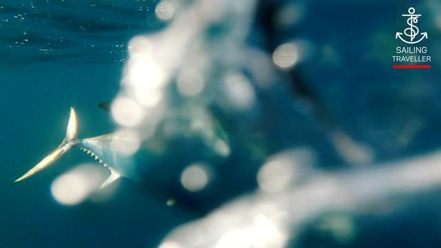 Трофейная рыбалка на Сейшелах и Амирантских островах смотреть онлайн