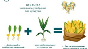 Как получить высокий урожай кукурузы? Удобрение NPK 23:22:0