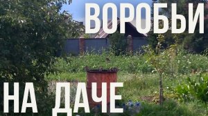 Воробьи на даче. Лирическое отступление