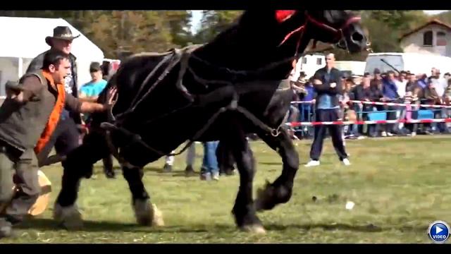 Соревнование лошадей-тяжеловозов \ Annual Spring Pull 2017