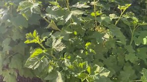 Беда на смородине… Появилась мучнистая роса. Начинаю борьбу с болезнью кустов