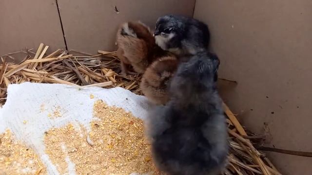 У нас в инкубаторе родились маленькие цыплята Это такое чудо смотреть онлайн
