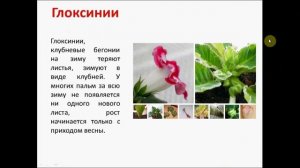 вегетация