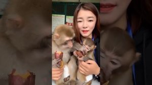 Кормление и вописание маленьких обезьян.