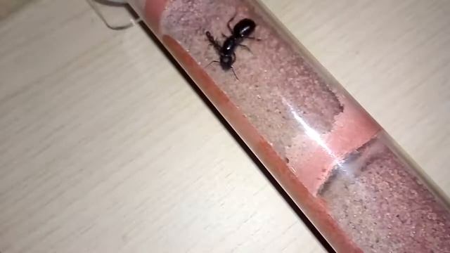 Колонии муравьев которые живут в Бамбуковых пробирок 14.11.2020 смотреть онлайн