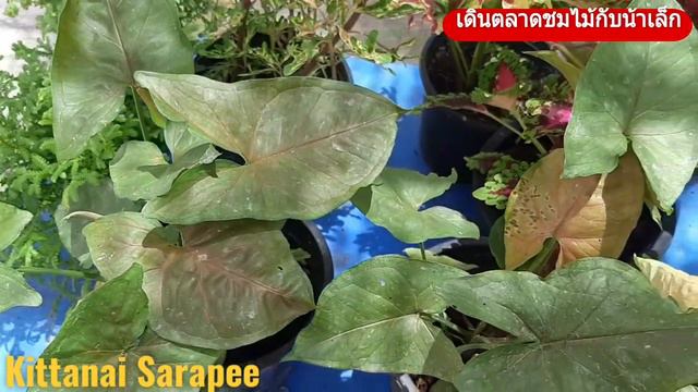 เดินตลาดชมไม้กับน้าเล็ก#:ต้นออมนาค ไม้ประดับไม้มงคล@ร้านคุณโน้ต смотреть онлайн