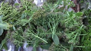 Очиток видный. Осенний уход за растением.