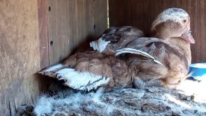 Мускусные утята растут быстро. Что для этого надо и чем кормить маленьких утят/Спасение утки)