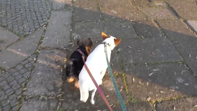 VILA MAIS ANTIGA DE PORTUGAL | PONTE DE LIMA смотреть онлайн