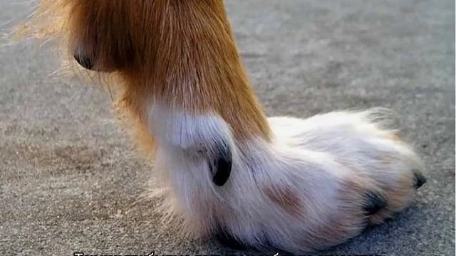 Прибылые пальцы у собак и щенков на задних лапах смотреть онлайн