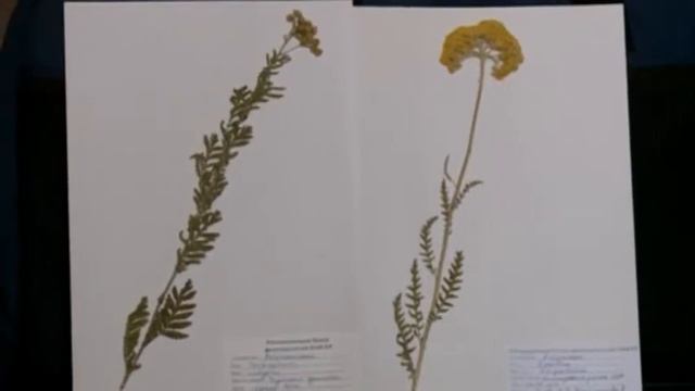 ред: К.Карыбекова, Илим изинде, Н.Рогова, Лекарственные растения смотреть онлайн