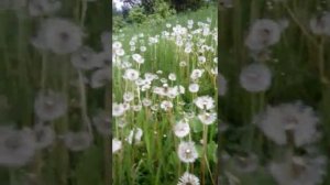 Живописный Пятигорск (Горячеводск)#1