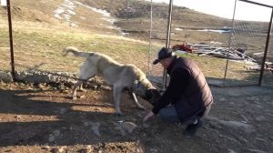 12 YAŞINDA KURT KAFALI EFSANE YAŞLI KANGAL KÖPEĞİ ! BARIŞ ÇİÇEK ÜRETİMİ ESKİ SOY PANTER KANGAL KÖPE