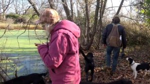 Labrador Retriever and English Springer Spaniel Training | Awesome Farm Adventure