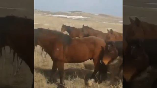 Казахская порода лошадей жабы семей смотреть онлайн