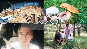 VLOG :ГРИБНАЯ ПОРА /КАК ИСКАТЬ ГРИБЫ В ЛЕСУ /МОЙ СЕКРЕТ /ЕДЕМ ЗА ГРИБАМИ #буднимамы #будни #влог