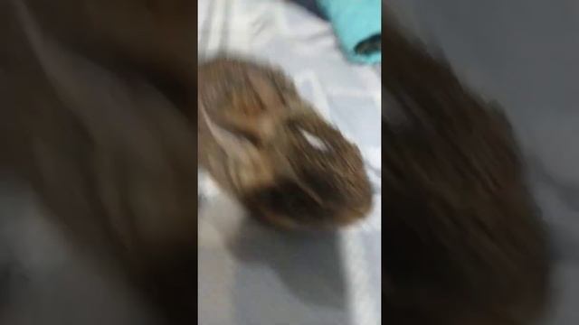 the rabbit смотреть онлайн