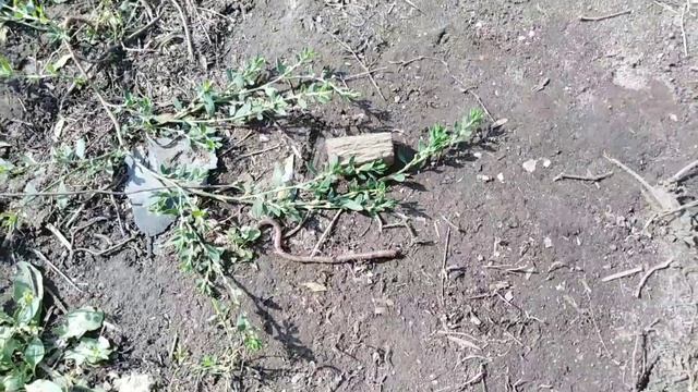 Копаем червя,для рыбалки,электричеством,без лопаты смотреть онлайн