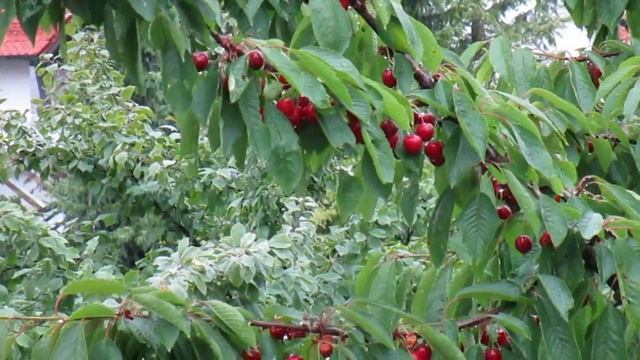 Canon IXUS 155 Test смотреть онлайн