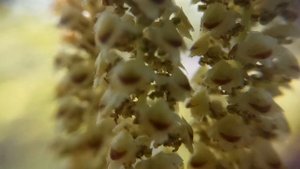Березовые Почки (Сережки) - Сережки Березы: видео 2018