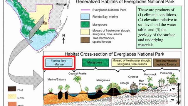 Geology and Ecosystems of Everglades National Park смотреть онлайн