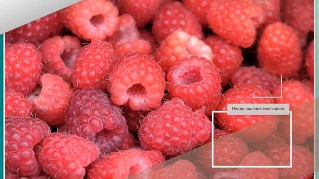 Малина Калининградская - описание сорта смотреть онлайн